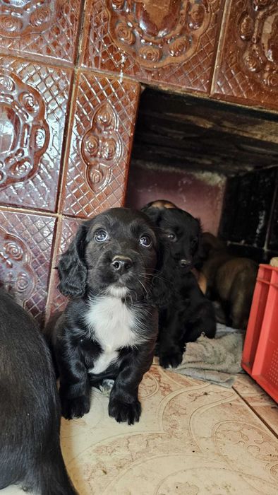 Pui Metis Cocker Spaniel - 3 fetițe (Adopție)