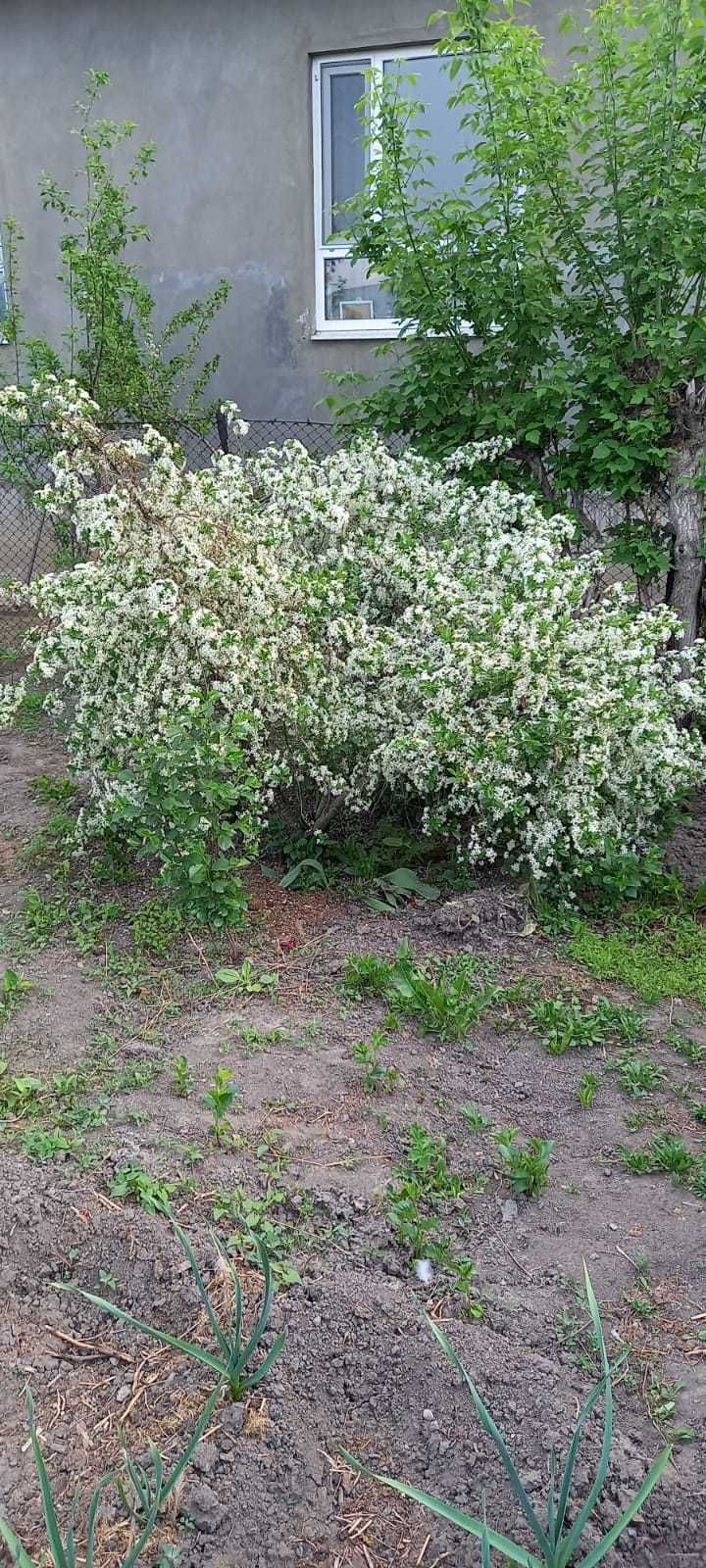 саженцы вишни низкорослой с крупными ягодами, туя, малина, розы