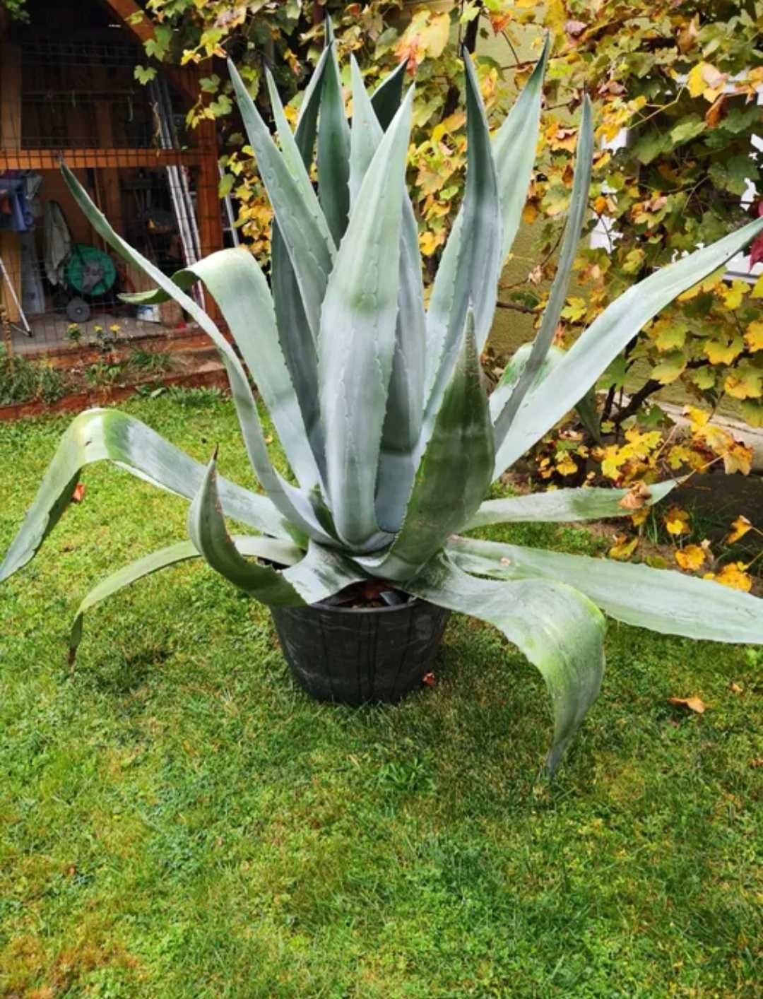 Agave foarte mare și pt persoane juridice