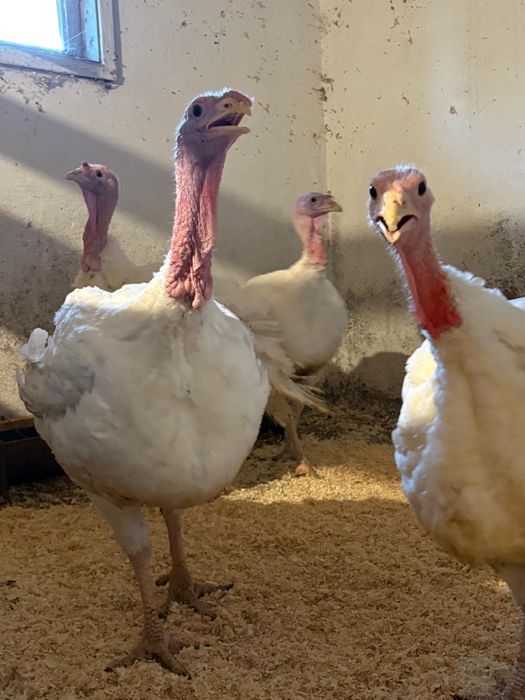 Curcani rasa Converter