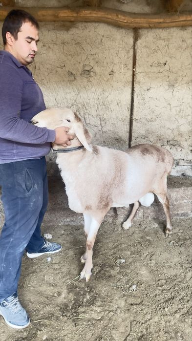 Arashan qoʻchqor sotiladi