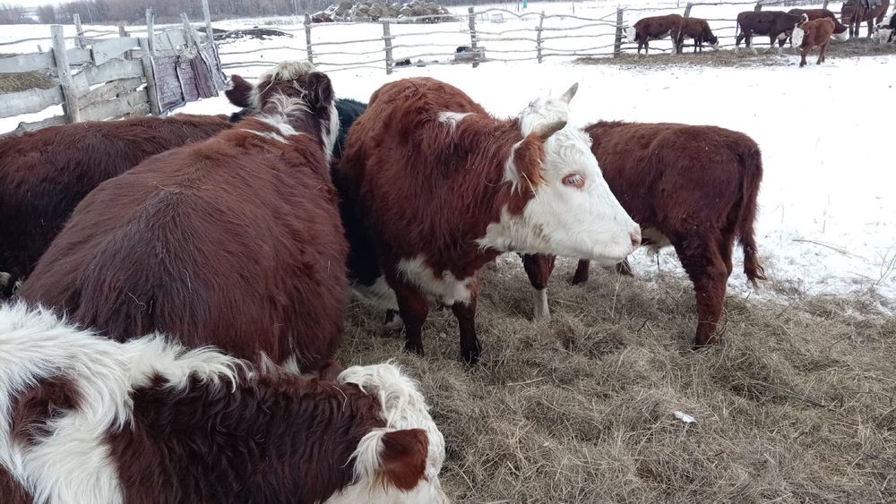 Соғымға ұрғашы ірі қара мал