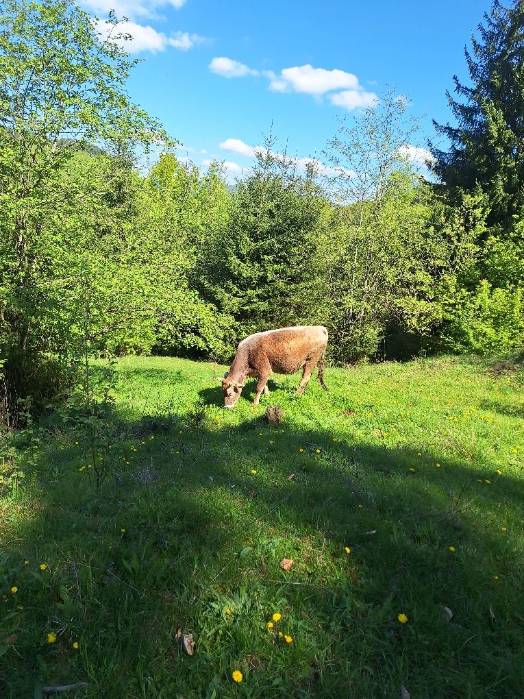 Vând vacă brună de Maramureș