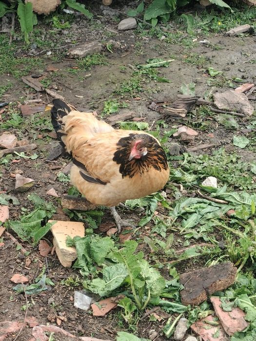 Vând o famile de vorwerk 1+3 și 2 cocoși austrolop și 4 găini