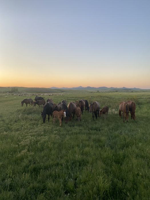 Согым/ соғым/  жылқылар/жылкы