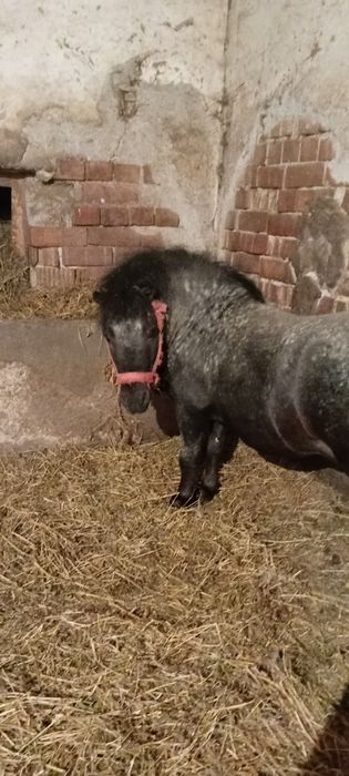 Vand armasar poni