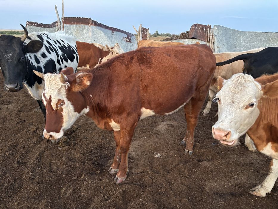 Қашар сатылады, 2 жасар