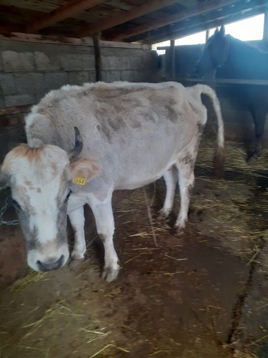 Vacă de vânzare rasă brună