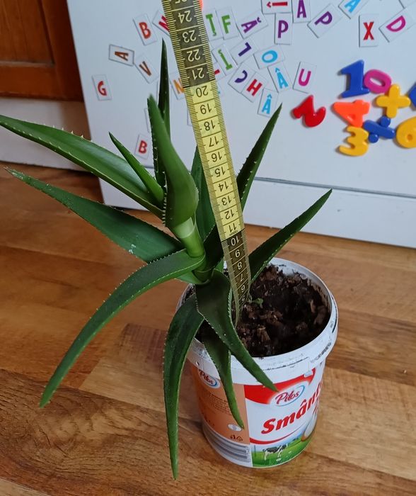 Aloe Arborescens