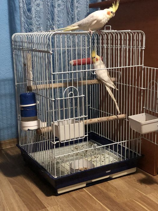 Vand femela micul alexander blândă