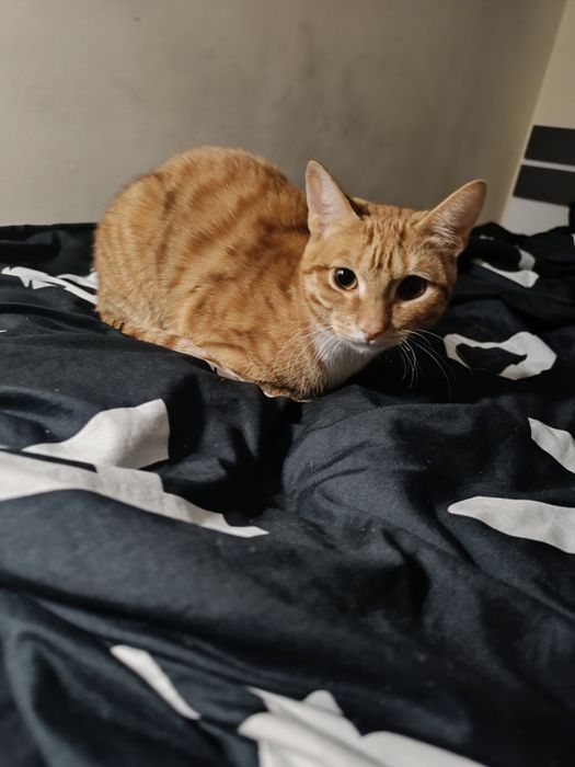 Отдам Кота даром
