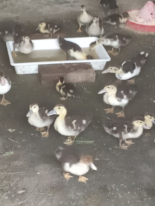 Pui de rata lesesti își caută casa noua