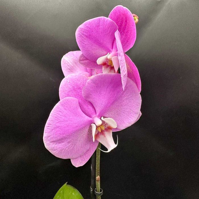 Орхидеи в огромном ассортименте