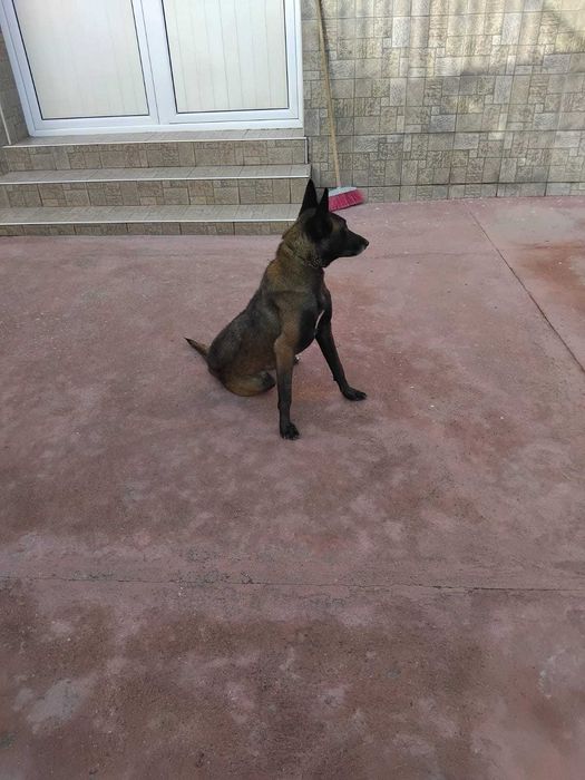 Белгиска овчарко malinois  k9