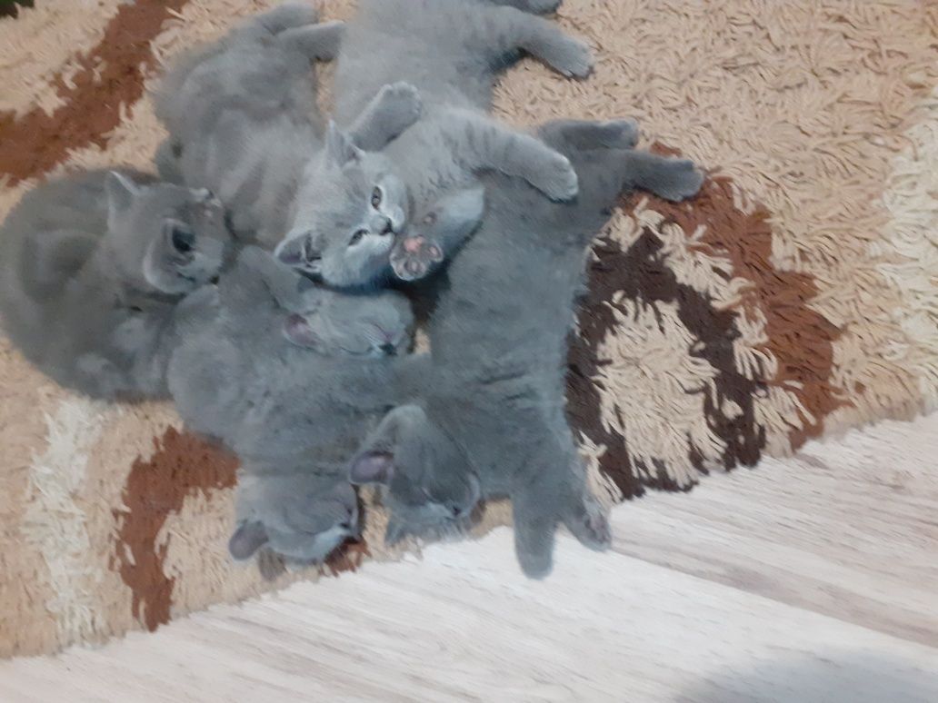 British shorthair blue