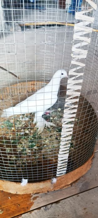 Bir parasisi 150ming PARPOY uchadi