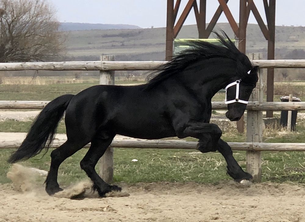 Armasar Armasari Friesian Frizian