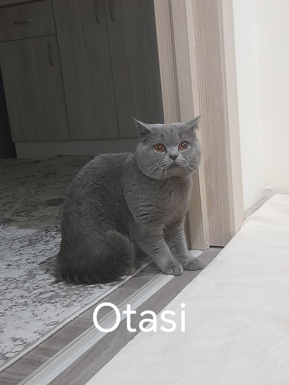 Scotsh fold o'g'il bola