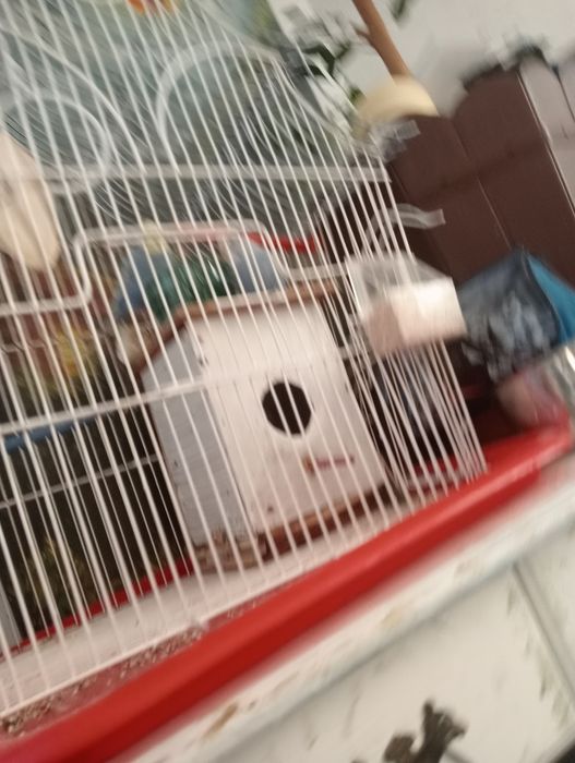 Vând peruși cu Colivie,cuibar, accesorii,os de sepie și mâncare