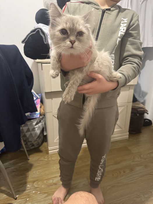 Одтам в хорошие руки