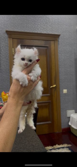 Мальчик Американский Керл