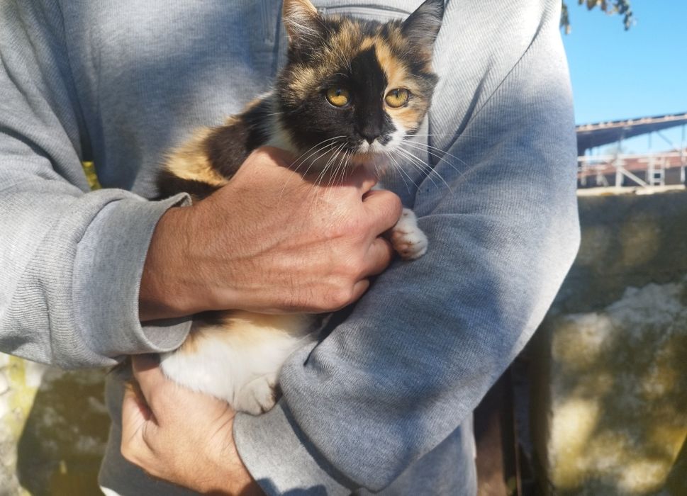 Подарявам котенца