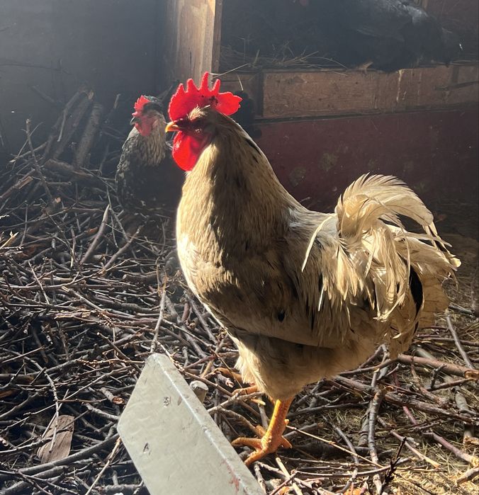 Домашние петушки разных пород