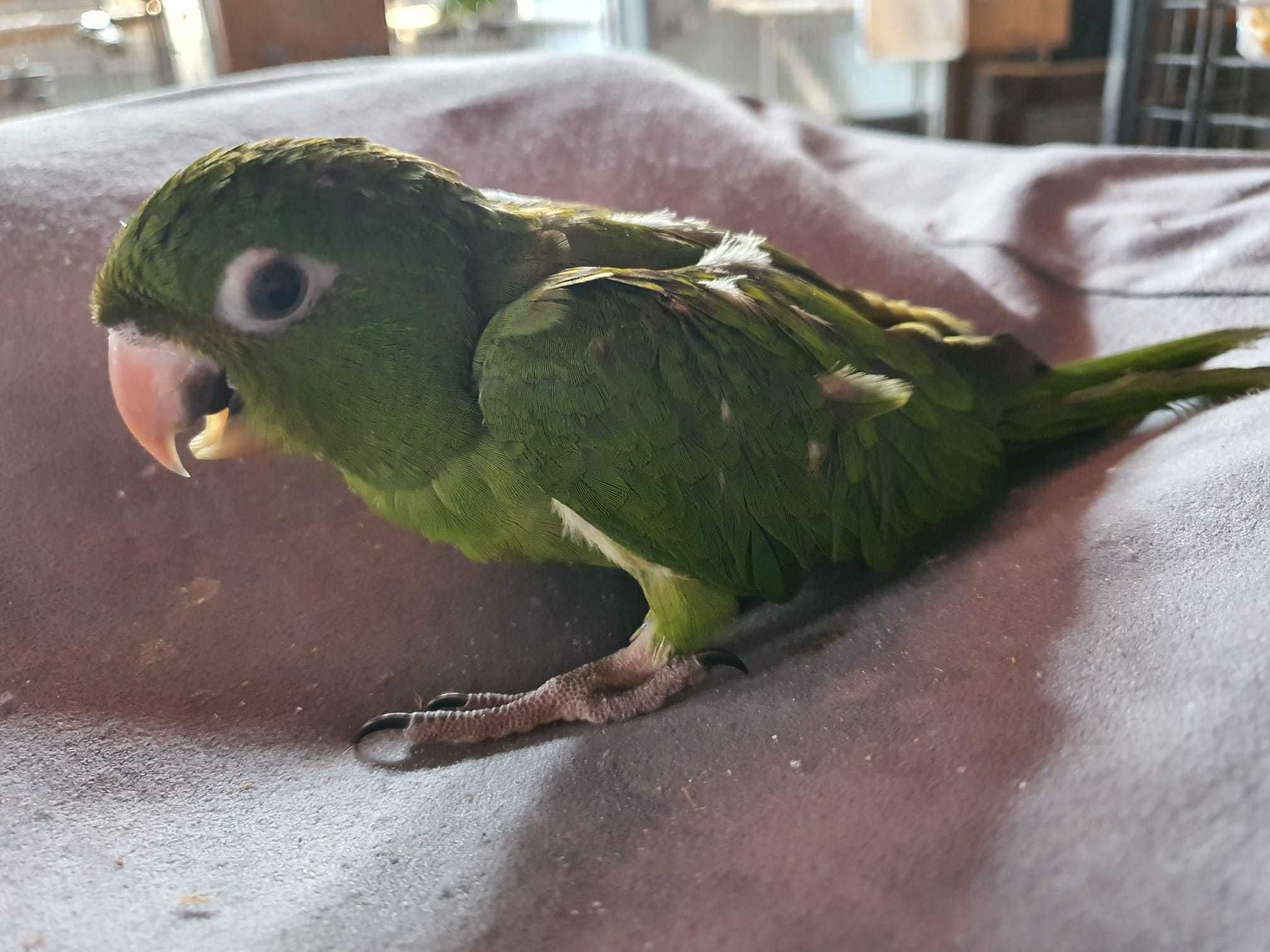 Papagal de Cuba, Aratinga, Eclectus