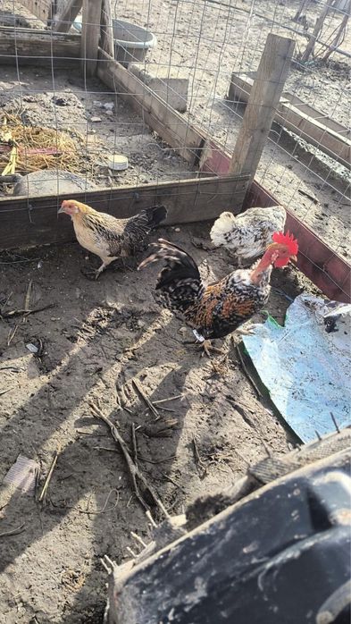 Vand 6 puicute si 2 cocosi pitici