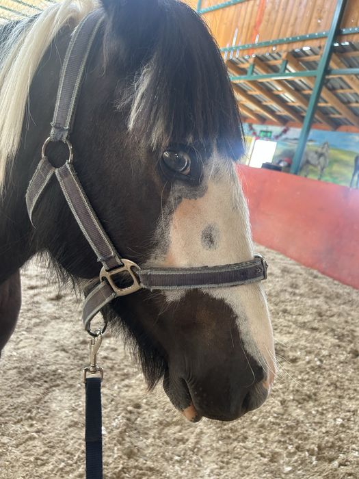 Pereche de gipsy vanner tinkeri