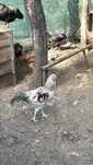 Cocoși ameraucana si corcituri