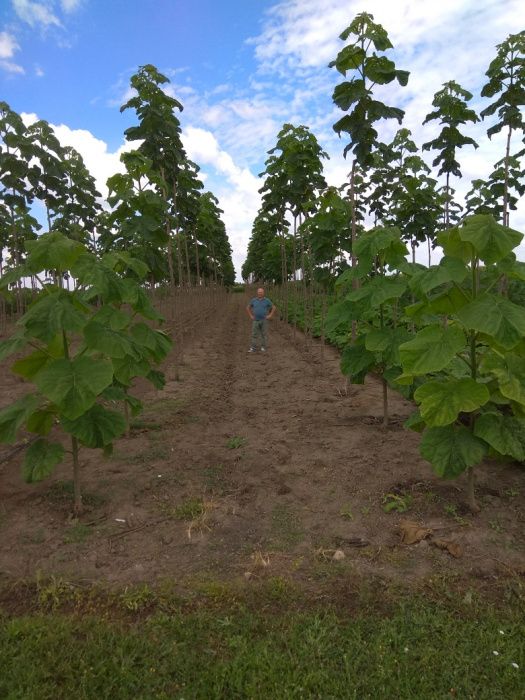 Puieti Paulownia