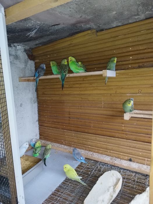 Perusi pui pret 35 bucata
