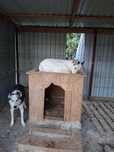 Donez pereche husky