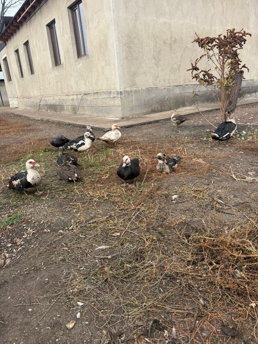 Индаутка.Үйрек сатылады