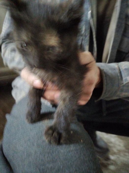 Отдам котят в добрые  нежные руки