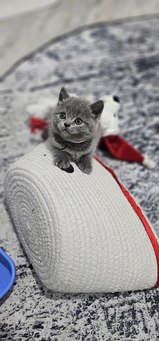 British shorthair cu pedigree