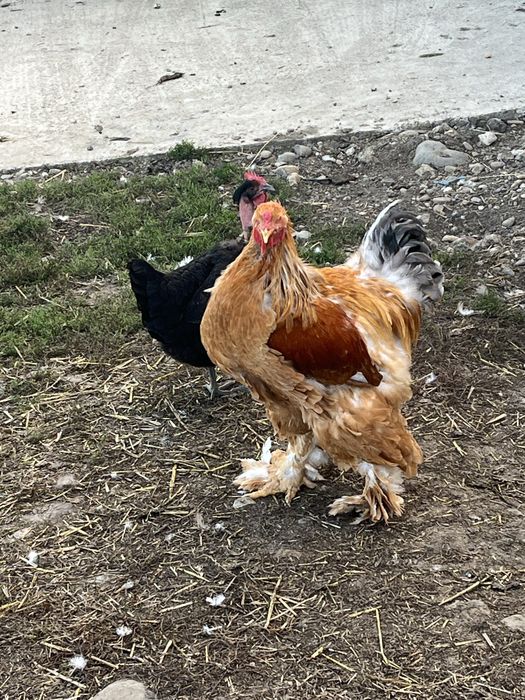 Vand gaini brahma de anul trecut