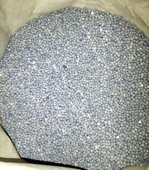 Sămânță Mazariche pt Borceag de Primăvară