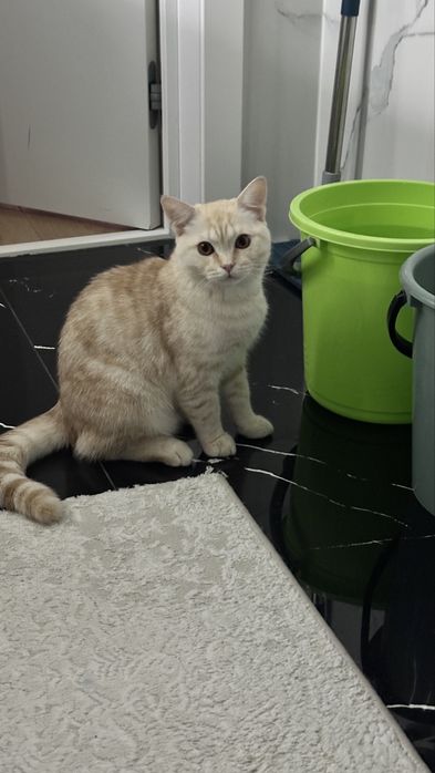 Шотландская кошка