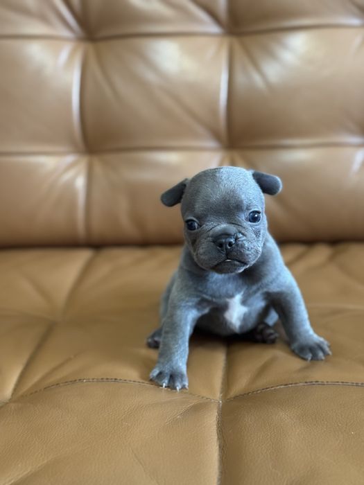 Френски булдог син ген