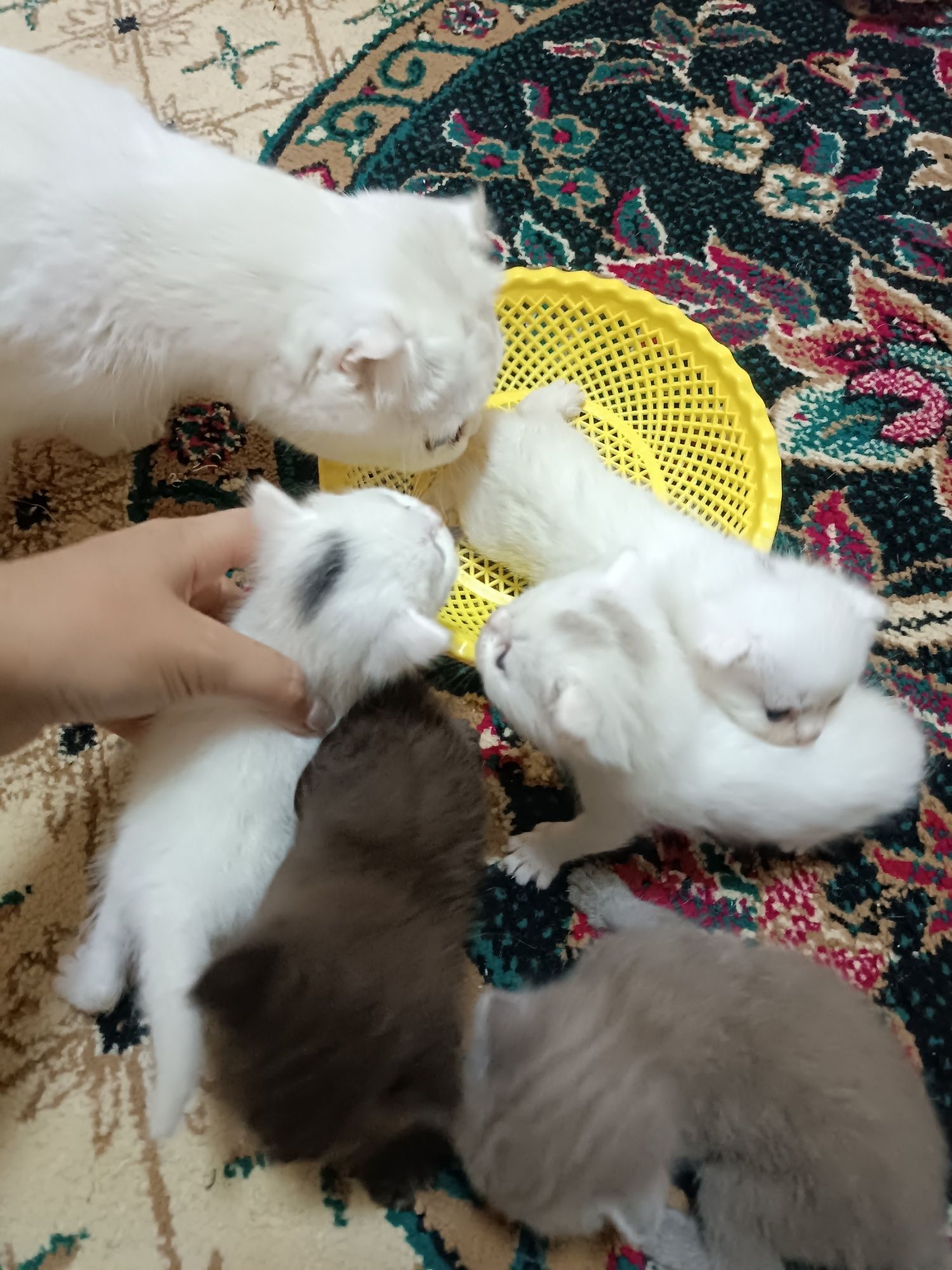 Sotiladi: Scottish strayti-Fold Mushukchalar – 4 ta, oq/jigarrang