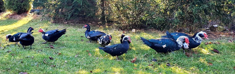 Cocosi pitici  Phoenix,  Porumbei voltați  (curcani) si rațe leșesti