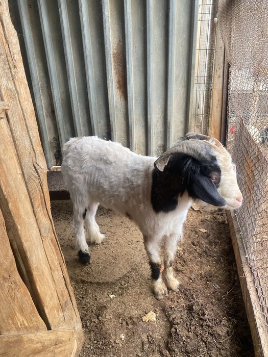 теке сатылады  породостый