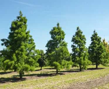 Chiparos de balta Taxodium pin Pinus nigra