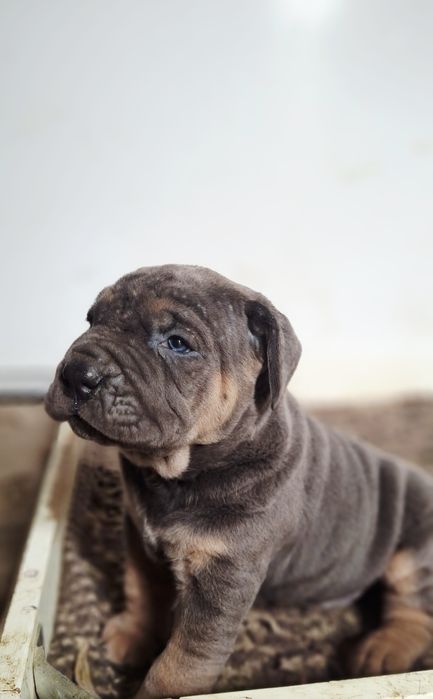 Mascul Cane Corso