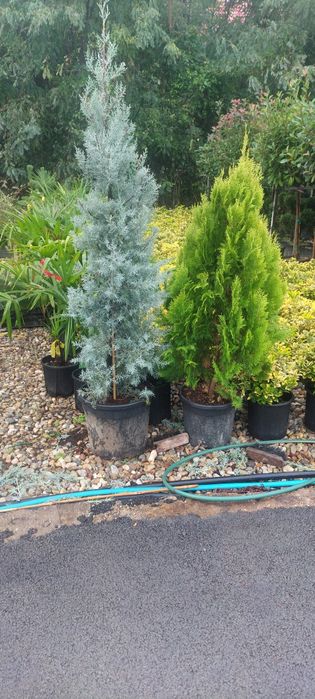 Tuia smaragd,leylandi,globular,photinia,euonymus,liliac,palmier,etc.
