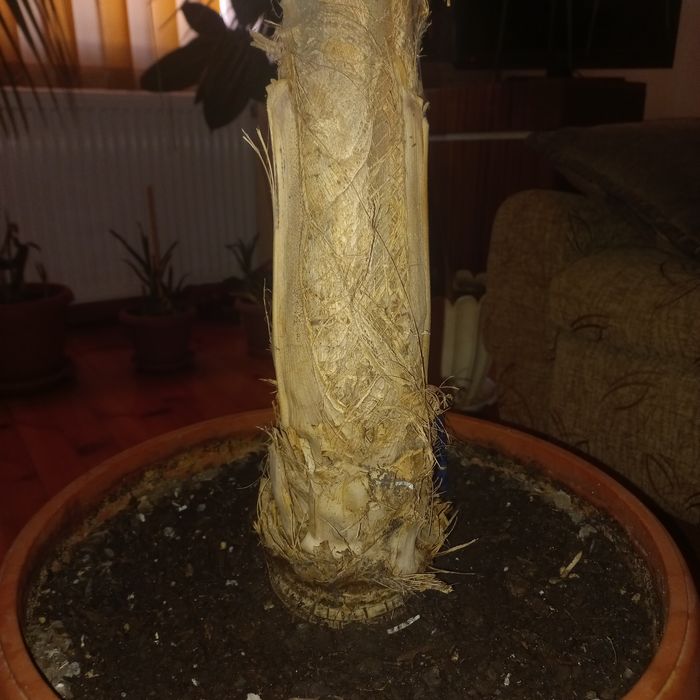 Продавам Палма Кения, 2.4м.висока