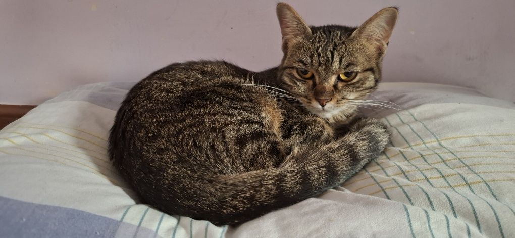 Срочно отдоется Котёнок
