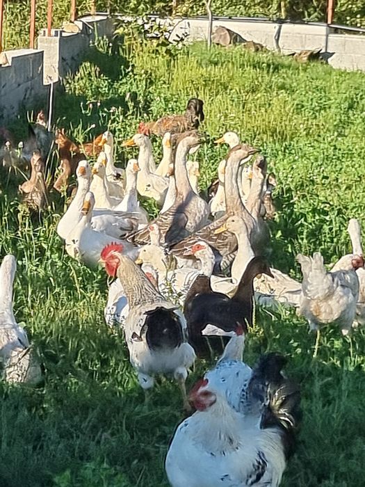 Vand pasari, rate si pui australorp